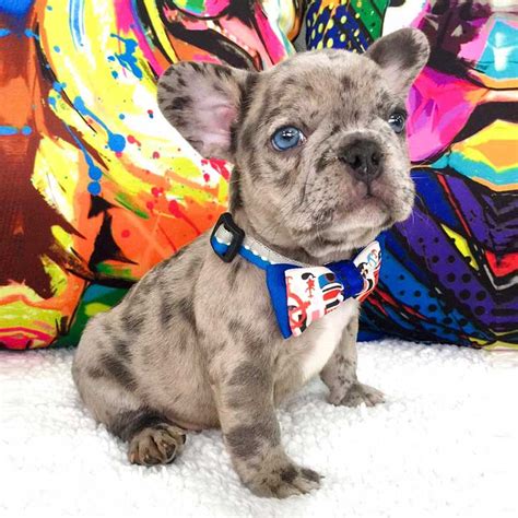 versace french bulldog|Versace French Bulldogs .